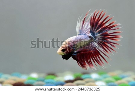 Multi Color Betta fish halfmoon, Crowntails and HMPK from Thailand or Siamese fighting fish on isolated blue, black or grey Background