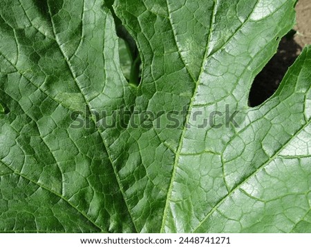 The beautiful texture of a green leaf was captured on camera on a sunny summer day