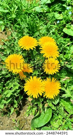 Taraxum officinale blooming on meadow also known Dandelions,Karahindiba. Royalty-Free Stock Photo #2448744591