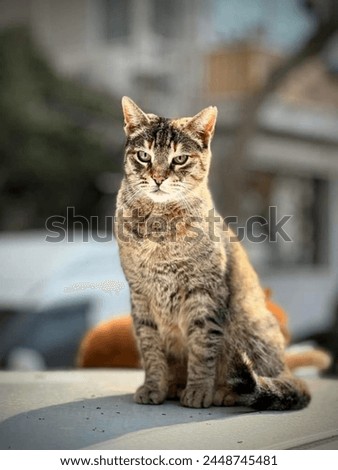 A curious tabby cat perched atop a car, keeping watch over its domain.