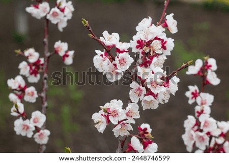 Spring apricot flowers closeup photo as nature background