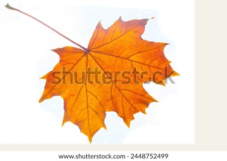 intricate details of autumn maple leaves close up. the natural beauty and vibrant colors of fall foliage. Create stunning and artistic macro photographs. Ideal for nature lovers, photographers