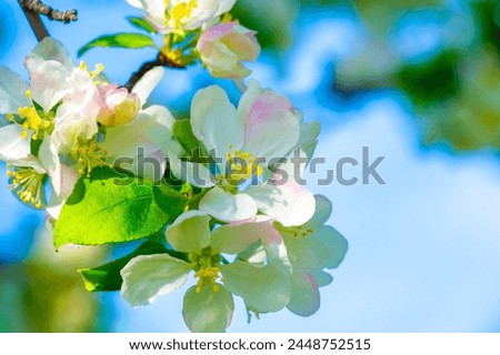 Beautiful contrast of delicate flowers against the background of strong apple tree branches. Exquisite beauty of nature. A spectacle worth seeing. A reminder of the wonders of nature. Royalty-Free Stock Photo #2448752515