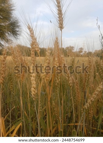 Triticum aestivum L plant or wheat plant or wheat field.Close to ripe wheat plant background Royalty-Free Stock Photo #2448754699
