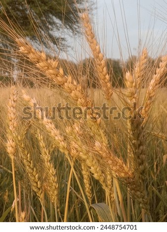 Triticum aestivum L plant or wheat plant or wheat field.Close to ripe wheat plant background Royalty-Free Stock Photo #2448754701