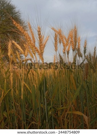 Triticum aestivum L plant or wheat plant or wheat field.Close to ripe wheat plant background Royalty-Free Stock Photo #2448754809