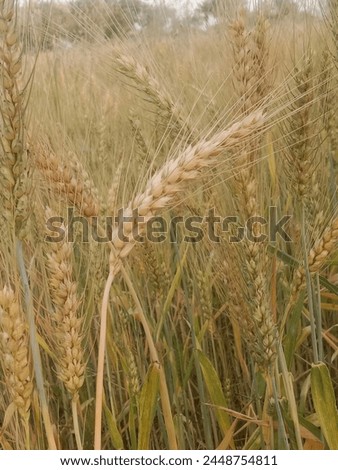Triticum aestivum L plant or wheat plant or wheat field.Close to ripe wheat plant background Royalty-Free Stock Photo #2448754811