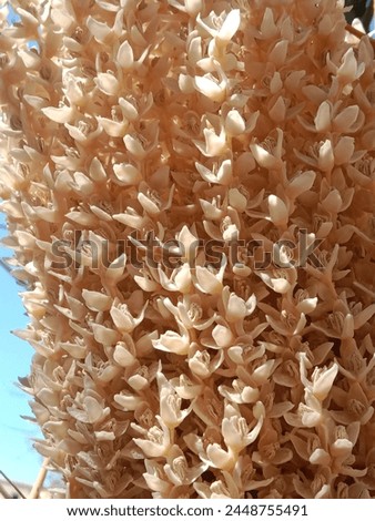 Phoenix dactylifera flower or date flowers or flowers of the date palm tree.date palm white flower pattern background  Royalty-Free Stock Photo #2448755491