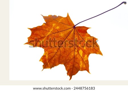 Stunning close up images of colorful autumn maple leaves. Ideal for nature photography lovers. Keep the intricate details and vibrant colors of fall foliage. Create beautiful prints