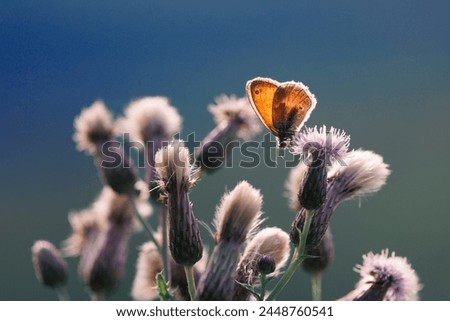 Backlit image of a Coenonympha pamphilus butterfly feeding on wild thistle flowers in evening light with smooth bluish backgound Royalty-Free Stock Photo #2448760541