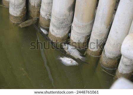 FISH DISEASE OUTBREAK IN AQUACULTURE POND Royalty-Free Stock Photo #2448761061