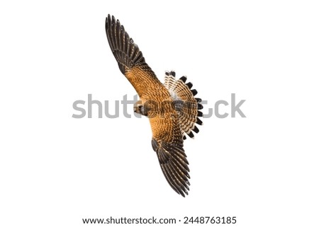 Common kestrel Falcon isolated on white background.