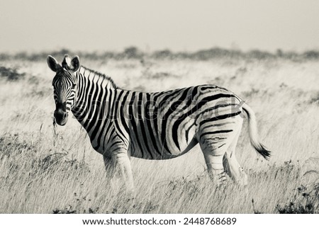 Black and White photograph of zebra in Etosha Park, Namibia
