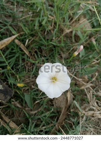 beautiful white flower picture  beautiful background picture 