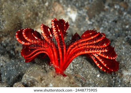 A bright red feather star, or crinoid, waits for food to drift near its articulated arms in Raja Ampat, Indonesia. Crinoids are ancient echinoderms found throughout the oceans. Royalty-Free Stock Photo #2448775905