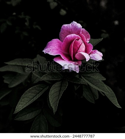Another pink rose picture clicked by me!