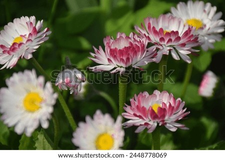White Daisy Marguerite flower with a little pink. Stock Photo