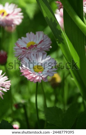 Beautiful White Marguerite Flower in the Garden. Stock Image 