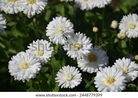 Beautiful White Marguerite Flower in the Garden. Stock Image 