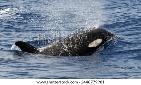 Killer Whale, orcinus orca in the Arctic ocean