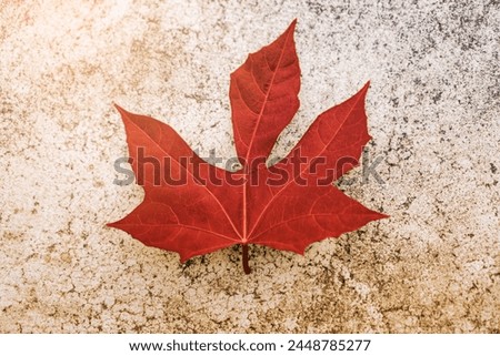 Red maple leaf on the ground in autumn, surrounded by leaves of various colors like yellow, orange, and brown, creating a beautiful fall scene in nature