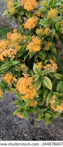 Ixora chinensis is a species of flowering plant in the Rubiaceae family, commonly known as Chinese ixora or Chinese flame flower. It's native to Southeast Asia. Royalty-Free Stock Photo #2448786077