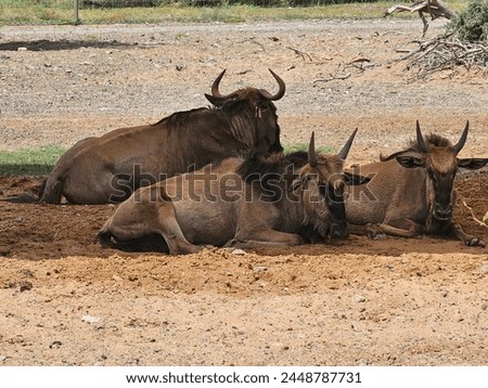 Wildebeest in the desert of African safari park, Sharjah, UAE.  Royalty-Free Stock Photo #2448787731