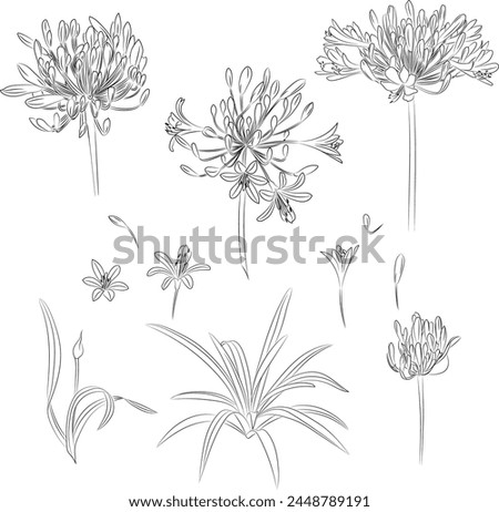 Collection set of  flowers and leaves Agapanthus drawing illustration. for pattern, logo, template, banner, posters, invitation and greeting card design.