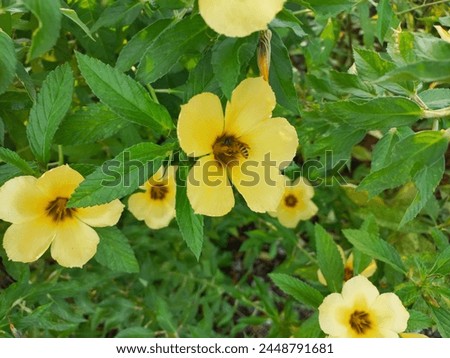 Bees looking for honey and pollen from Turnera ulmifolia flowers or Eight O'Clock Flowers that bloom in gardens after rain. Background of blooming yellow flowers.