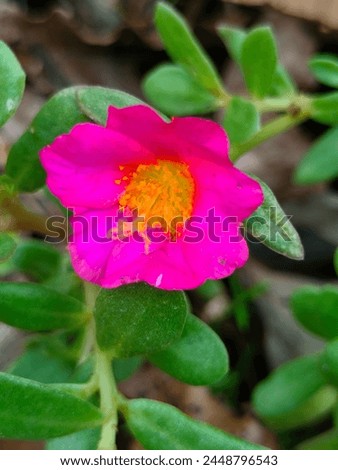 Stunning close-up of Portulaca Grandiflora pink flower isolated ultra hd hi-res jpg stock image photo picture selective focus vertical background side or straight ankle view blurred background 