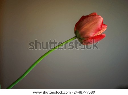 Picture of red tulip on the wall background.