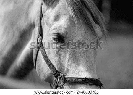 Picture of white horse head, close up.