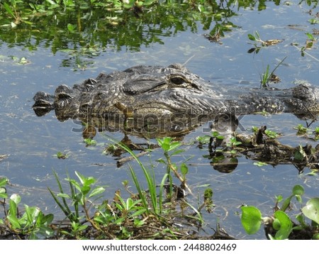 Head of Alligator with Eyes Open Surfaced in Clear Lake Water Surrounded by Vegetation in Florida Lake