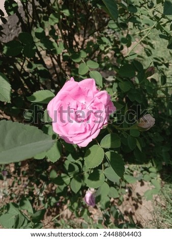 It's a pink rose picture bloom in a garden having sunlight 