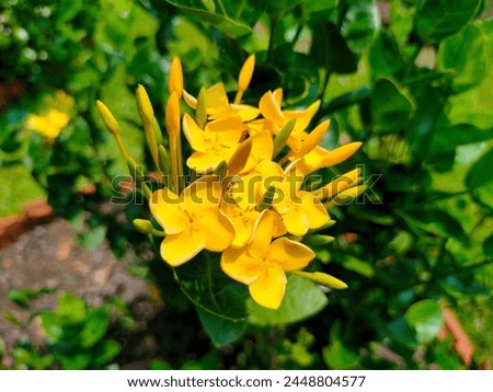 Stunning close-up of yellow Dwarf Ixora Chinensis flowers with leaves ultrahd hi-res jpg stock image photo picture selective focus horizontal background blurred background side or straight ankle view 