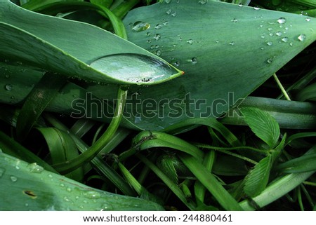 Water on a leaf