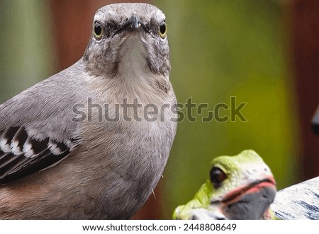 A Northern Mockingbird on the Peanut Butter feeder                               