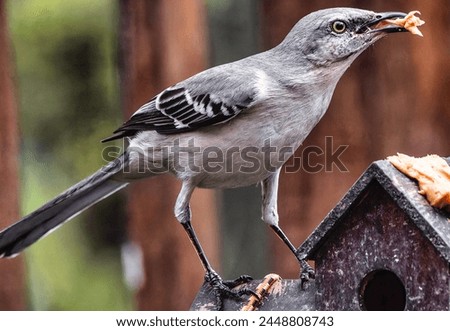 A Northern Mockingbird on the Peanut Butter feeder                               