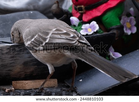 A Northern Mockingbird on the baxkyard deck                               