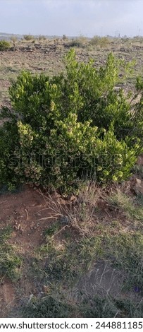 Natural small tree picture in HD