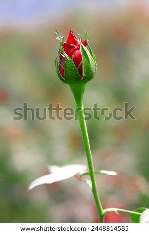 Rose Image HD Picture. Wallpaper Picture Rose Romantic