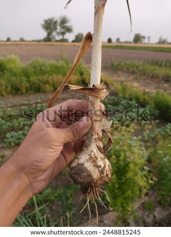 A growing garlic picture at farm.