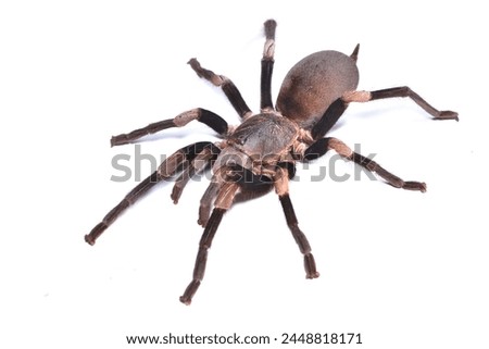 Closeup picture of the Himalayan banded earth tiger  tarantula Haplocosmia himalayana from Nepal, photographed on white background.