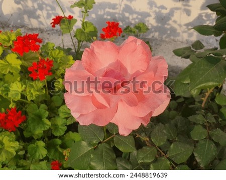 Rose flower red pink  best photograph 