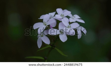 Purple Bittercresses aka Toothworts: A stunning floral visual. The simple beauty of a flower, along the banks of the river. Cardamine enneaphyllos.