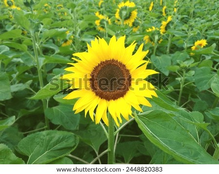 Beautiful Sunflower High Quality Picture