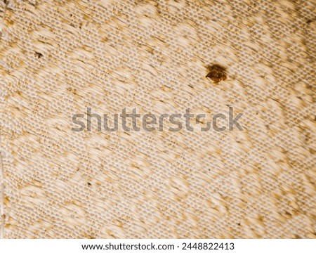 photo of bed bugs which are always a nightmare when sleeping