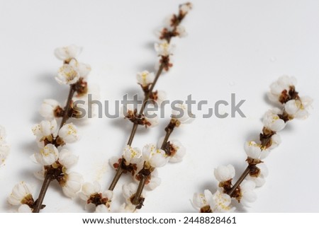 apricot blooming branches on white background