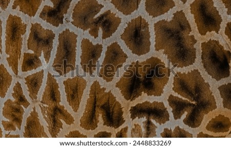 Giraffe in extreme close-up showing the texture of the coat