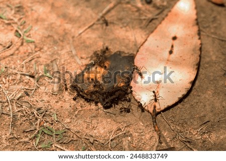 Carpenter ants (Camponotus gibber) large endemic ant indigenous to many forested parts of world. Species endemic to Madagascar. large endemic Madagascar ants eat banana peels Royalty-Free Stock Photo #2448833749